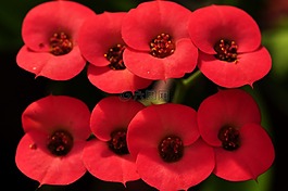 刺,開花,杏