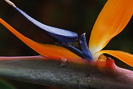 花,鳥(niǎo)的天堂,橙色
