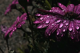 雨,紫色,花卉