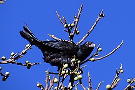 亚洲koel,eudynamys scolopaceus,鸟