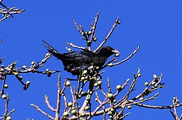 亚洲koel,eudynamys scolopaceus,鸟