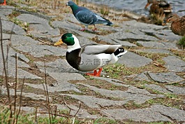 鴨,白,野生鳥(niǎo)