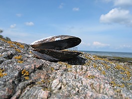 外殼,海,波羅的海
