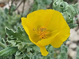 花,黃色,關(guān)閉