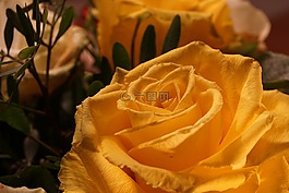 玫瑰,花,開花