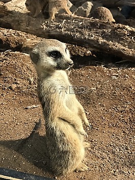 地球,動物區(qū)系,性質(zhì)