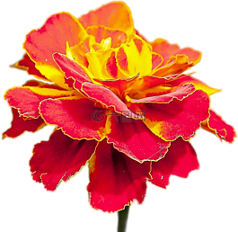 孤立,花,gelbrot