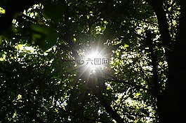 太陽,森林,影子
