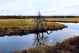 河,樹(shù),鏡像