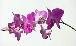 蘭花,盛開,花