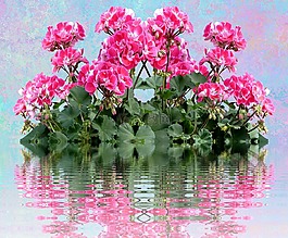 天竺葵,balkonblumen,夏季