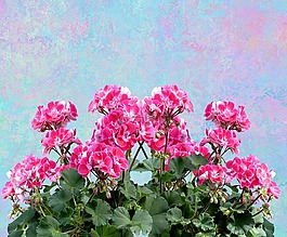 天竺葵,balkonblumen,夏季