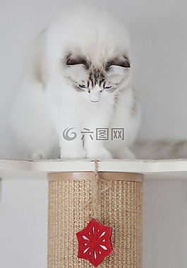 貓,動物,寵物