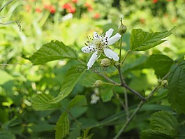 開花,草地,性質(zhì)