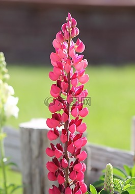 羽扇豆,花,lupines