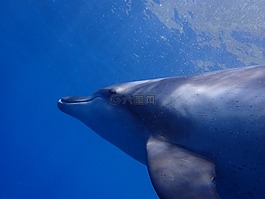 海,海豚,藍色