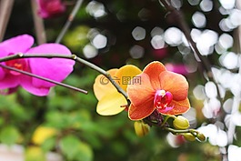 蘭花,顏色,花卉