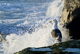 鷗,海,鳥(niǎo)