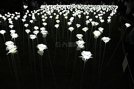 玫瑰,夜景,白玫瑰