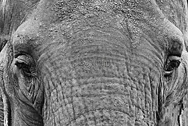 動物,象,動物園