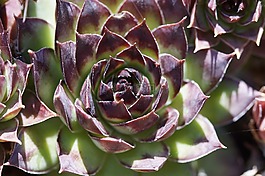 肉,結(jié)構(gòu),紋理