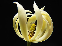 開花,花,白