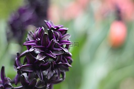 花,花園,春