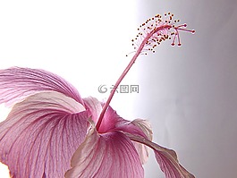 芙蓉,開花,花