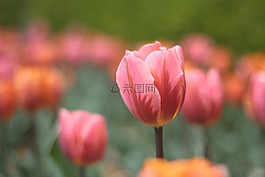 花,花園,春