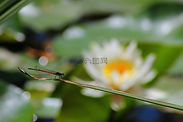 昆虫,宏,蓑羽