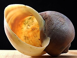 蝸牛殼,光明,關閉