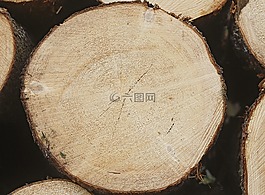 六,云杉林,軟木