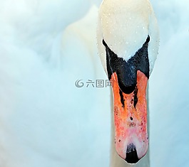 天鵝,鳥(niǎo),鴨鳥(niǎo)