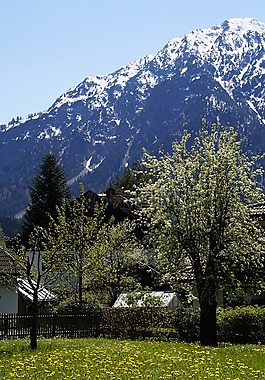 高山,阿爾高,春天