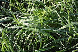 草,草高,滴水