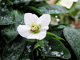 圣诞玫瑰,开花,winterblueher