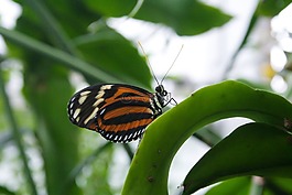 蝴蝶,昆蟲,翼