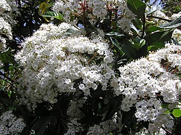 花,白,春