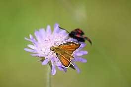 蝴蝶,花,昆蟲