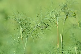 石仔嶺,植物,草本植物