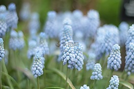 花,花园,夏天