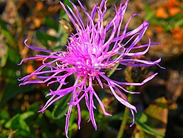 植物區(qū)系,自然,花