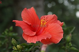 槿,花,珊瑚