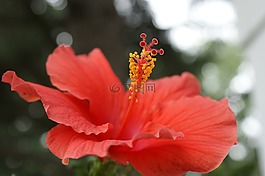 槿,花,珊瑚