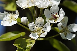 蘋果花,盛開,樹