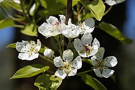 蘋果花,盛開,樹