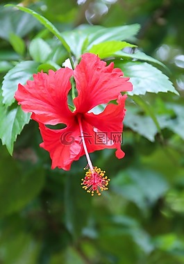 開花,紅色,性質(zhì)