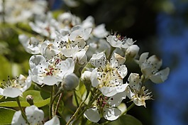 蘋果花,盛開,樹