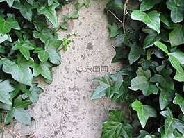 墻上,老,常春藤