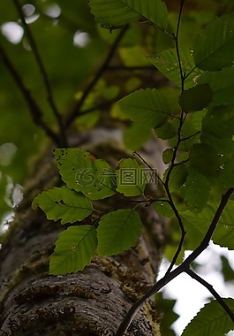 樹(shù),森林,葉